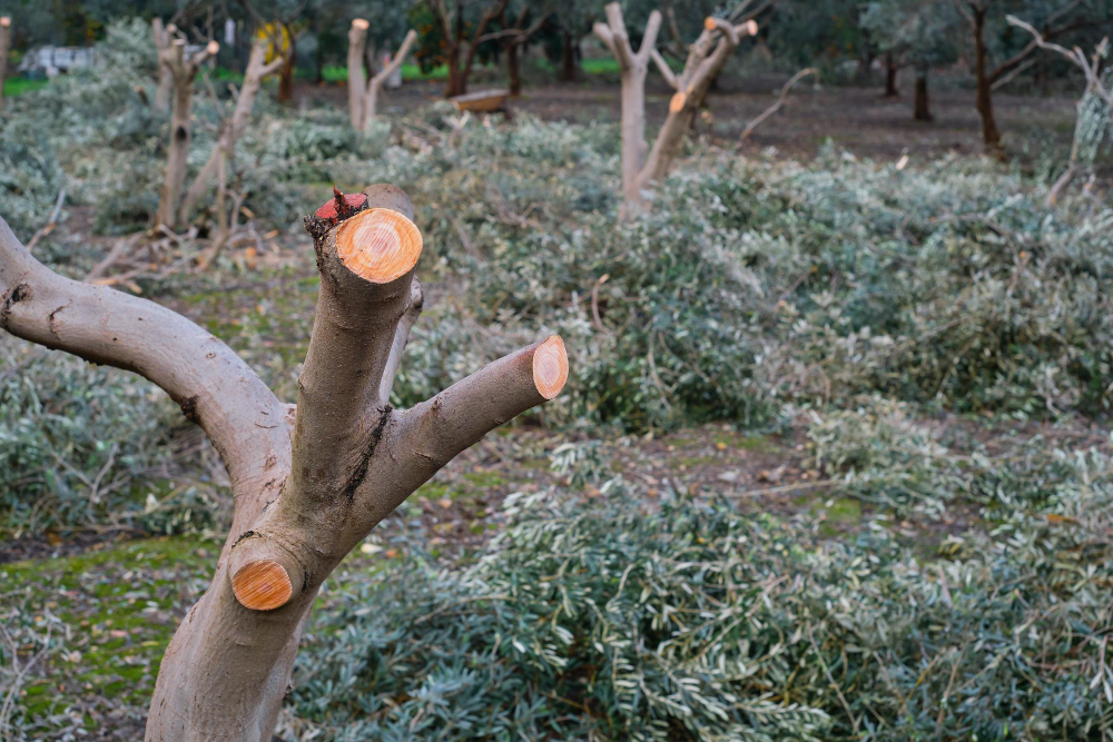 tree pruning Detroit