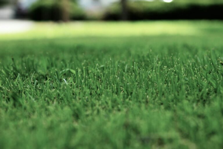 lawn care