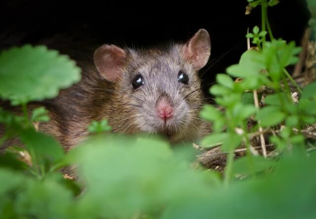how to tell if you have rats in Detroit