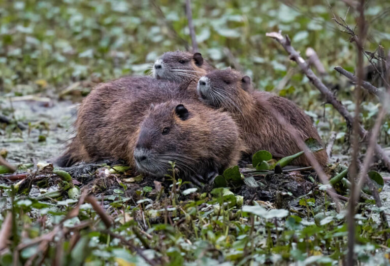 rodent problem