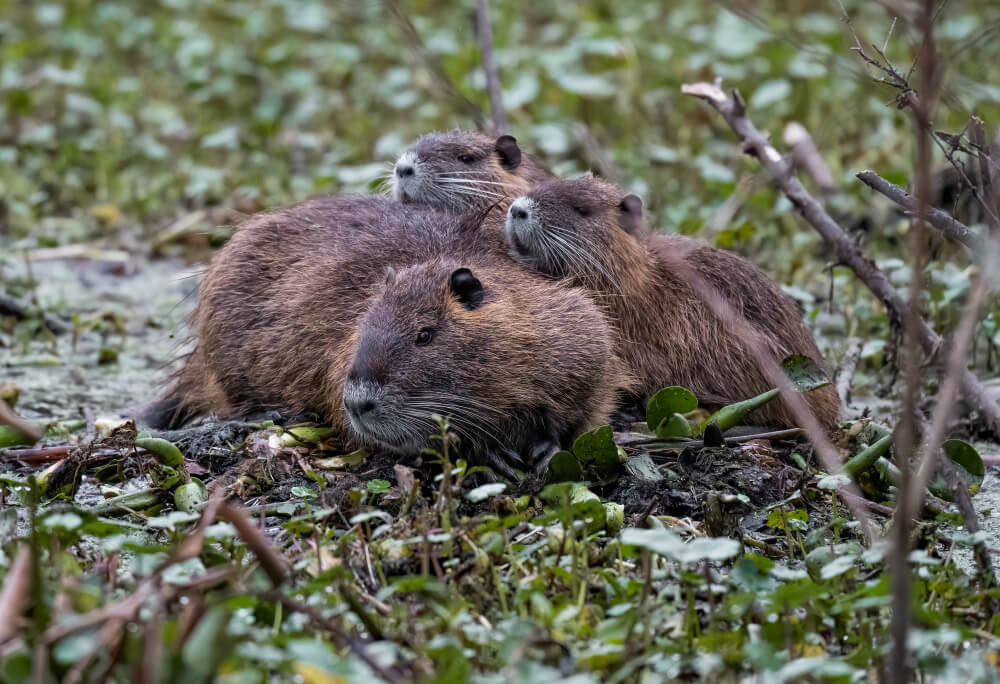 rodent problem
