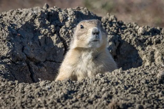 Get a Gopher from Under Your Deck