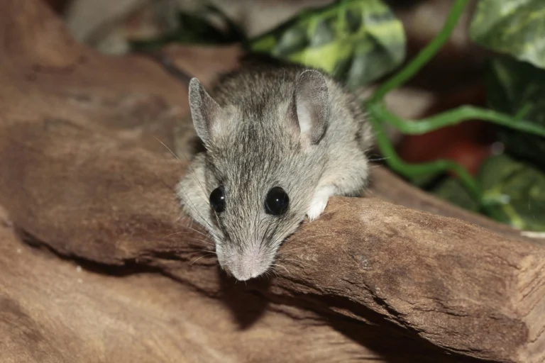 stop mice chewing wires Warren MI