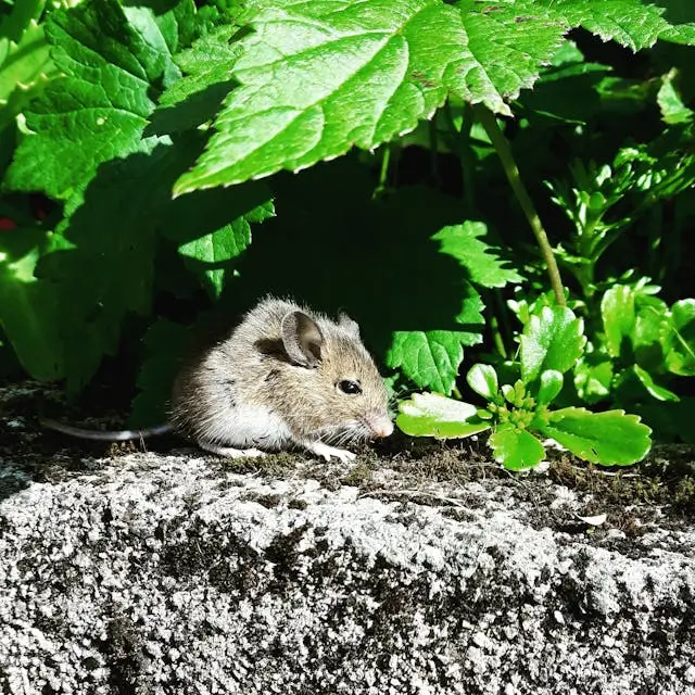 block mice under garage door Michigan handyman
