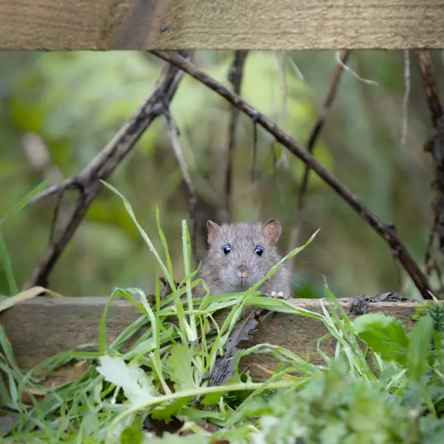 block mice under garage door Michigan handyman