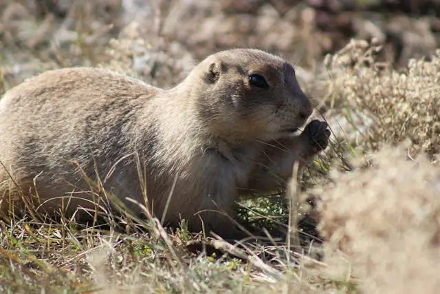 Get a Gopher from Under Your Deck
