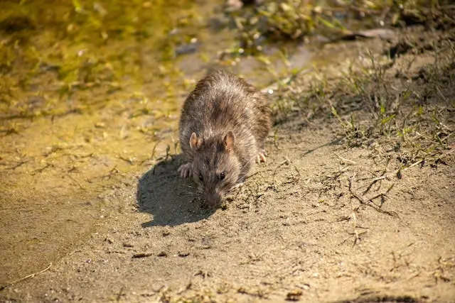 mice in Detroit