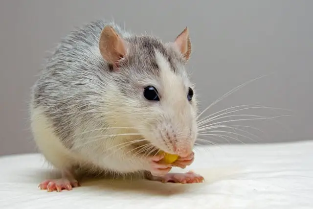 rodent control Detroit