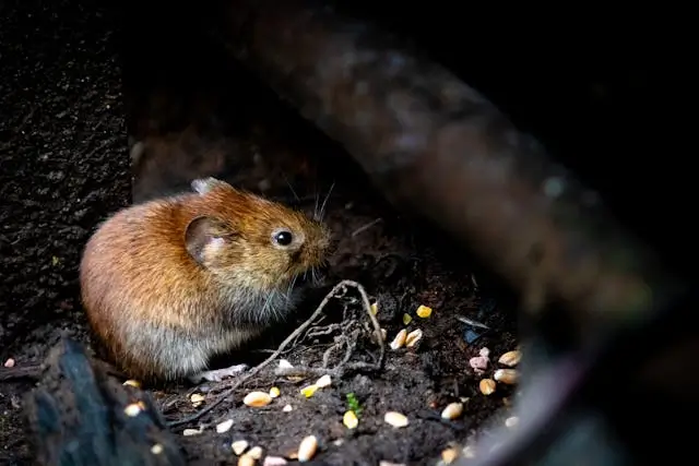 stop mice chewing wires Warren MI